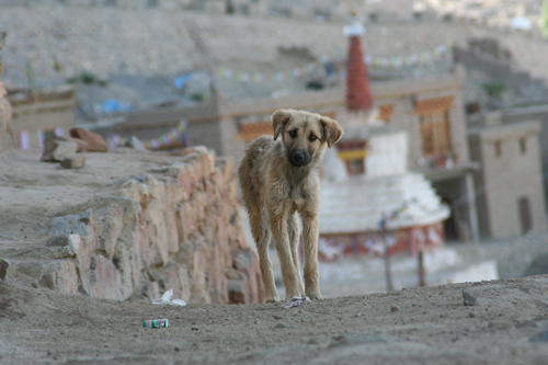 zwerfhonden van Ladakh